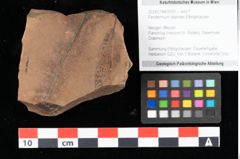 Foto (Objekt + Etikett) von Peridermium daphnes Ettingshausen (NHMW-GEO-2024-0188-0009)
